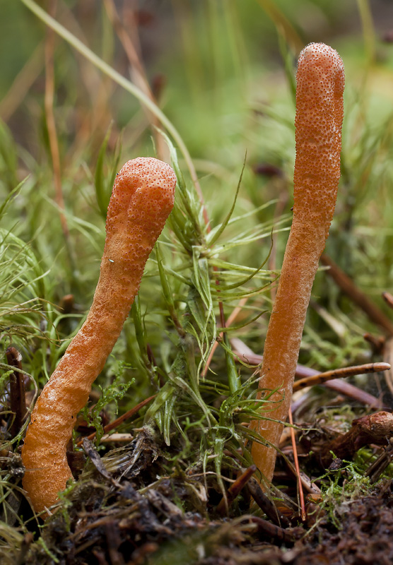 Cordyceps militaris